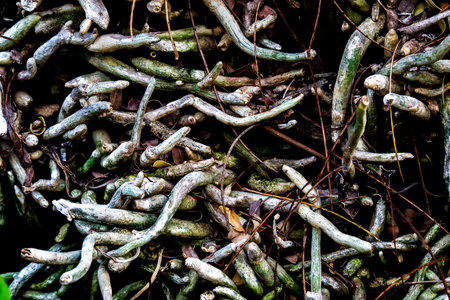 roots textured roots grunge background