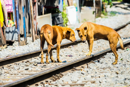 slum pet on Railroad tracksの写真素材