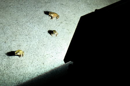 three Toad in front of lanternの写真素材
