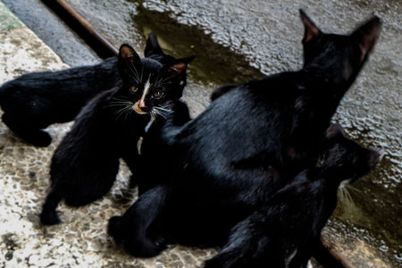 little black cat Look at the camera with Cat family Homelessの写真素材