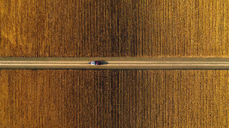 Aerial view of a cornfield at harvest time with neat, symmetrical rows across vast landの素材