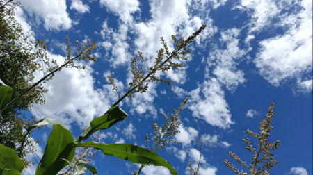 Green corn tassels reaching upward against a bright, cloud-dotted summer skyの素材