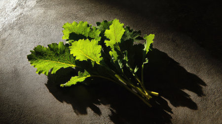 Kale leaves fanned out with dramatic shadows and strong textureの素材
