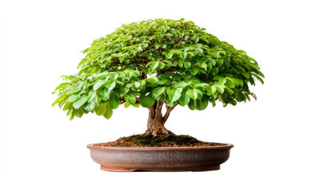 Potted ficus bonsai tree trimmed into a dome shape and isolated on bright whiteの素材