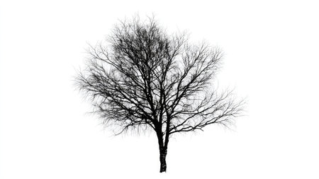 Small birch tree silhouette with thin trunk and sparse branches centered on whiteの素材