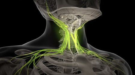 Cranial base diagram with labeled sphenoid region glowing with ambient soft lightの素材