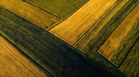 Corn rows forming geometric patterns seen from a low drone perspectiveの素材