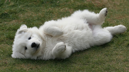 A fluffy puppy rolling on its back on the grass with paws upの素材