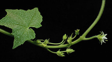 Close-up of stem node on watermelon vine with new leaf and flower buddingの素材