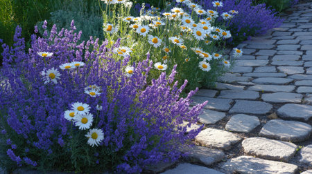 Lavender and daisies bloom beside a cobblestone path, illuminated by soft morning sunの素材