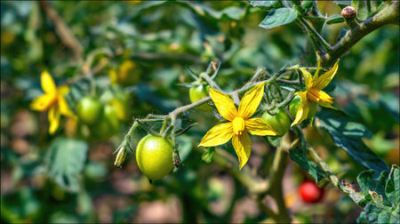 Tomato plant in bloom with clear yellow flowers and tiny green fruit under warm sunの素材