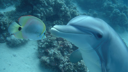 Dolphin nose-to-nose with a curious tropical fish in vibrant coral surroundingsの素材