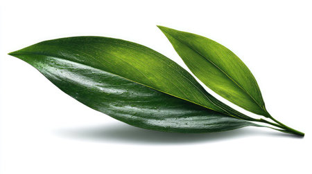 A striking image of vibrant green leaves isolated on a white background, ideal for representing nature, freshness, and simplicity in various designs.の素材