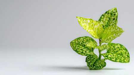 This image features a vibrant green plant with variegated leaves resting on a minimalist white surface, perfect for home decor or design inspiration.の素材