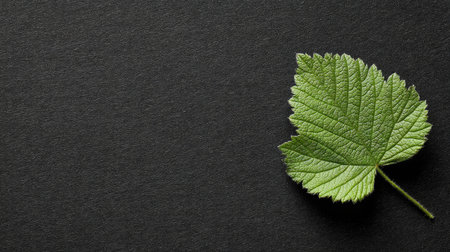 Captivating close-up of a fresh green leaf showcasing its intricate details against a dark textured background, perfect for nature-themed projects.の素材
