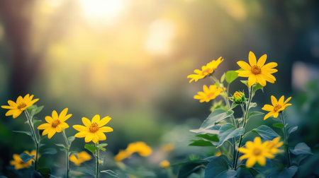 Field of sunflowers in full bloom, their bright yellow heads turned towards the sun, embodying the vibrancy of summer agriculture.の素材