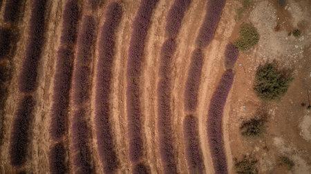 Aerial view of a lavender field in full bloom, with rows of purple flowers stretching towards the horizon, ready for harvest.の素材
