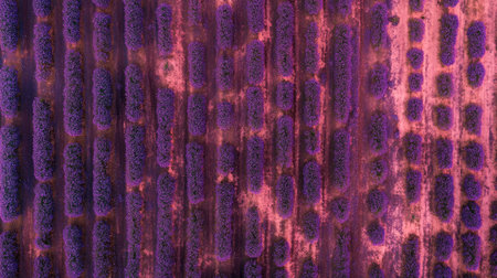 Aerial view of a lavender field in full bloom, with rows of purple flowers stretching towards the horizon, ready for harvest.の素材