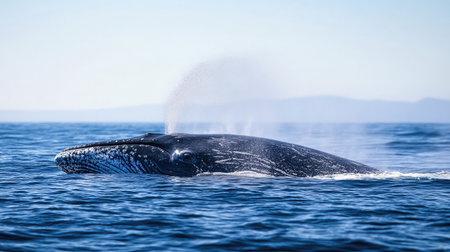 A high-resolution photograph of a blue whale surfacing in the ocean, with water spraying from its blowhole under a clear sky.の素材