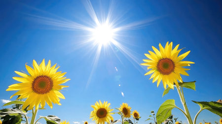 A vibrant field of sunflowers in full bloom under a clear blue sky, their golden petals facing the sun, creating a cheerful and lively atmosphere.の素材
