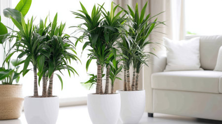 Brighten your living space with these lush indoor plants in stylish pots. Perfect for adding freshness and tranquility to modern interiors and enhancing overall decor.の素材