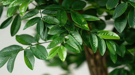 This image captures detailed green leaves from a lush indoor plant, perfect for enhancing nature-themed designs and bringing fresh elegance into any space.の素材