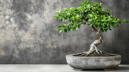 A stunning bonsai tree with a unique trunk and vibrant green leaves, elegantly positioned in a stylish pot against a textured grey wall, perfect for enhancing indoor spaces.の素材