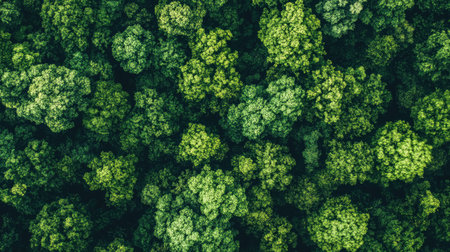 A pristine forest canopy seen from above, dense with green foliage and untouched natureの素材
