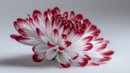 This captivating close-up of a red and white flower showcases the intricate details of its petals, creating a stunning visual impact. Ideal for nature-themed projects.の素材