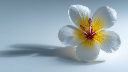 A stunning close-up of a white flower with vibrant yellow and red details, elegantly situated on a soft gray background, creating a tranquil atmosphere.の素材
