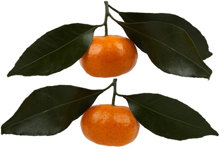 Tangerines with green leaves isolated on white backgroundの写真素材