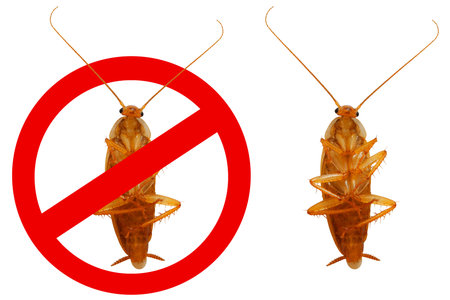 Brown household cockroach and a stop sign