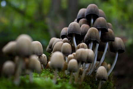 group of mushroom in forestの写真素材