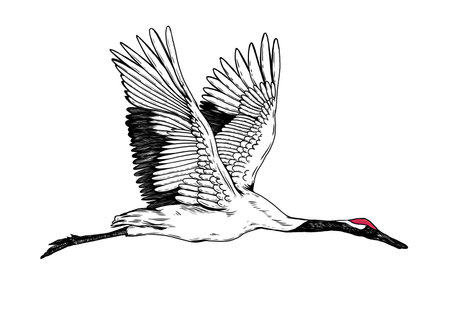 Victorian engraving of a crane. Digitally restored image from a mid-19th century Encyclopaedia.の写真素材