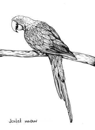 Sketch of a parrot on a branch, hand drawn illustrationの写真素材
