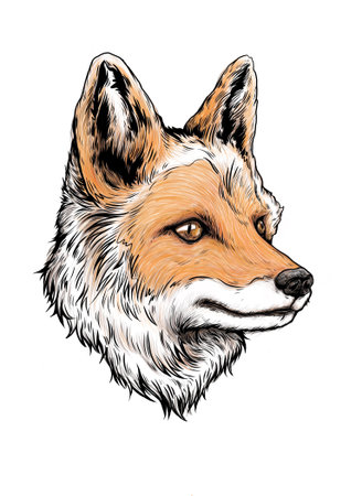 Hand drawn fox head vector illustration. T-shirt print design.