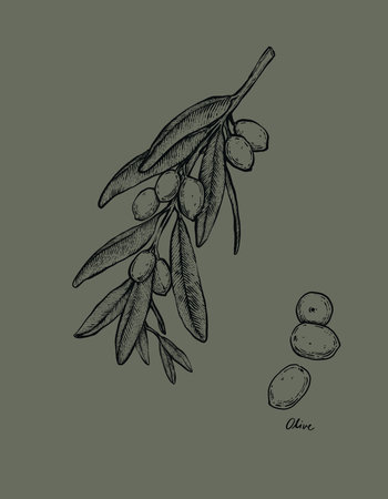 Hand drawn olive branch with olives. Vector illustration in sketch style.の写真素材