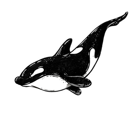 Hand drawn killer whale isolated on white background. illustration in sketch style.の写真素材