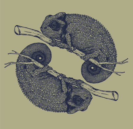 Chameleon. Hand drawn vector illustration of a chameleon.のイラスト素材