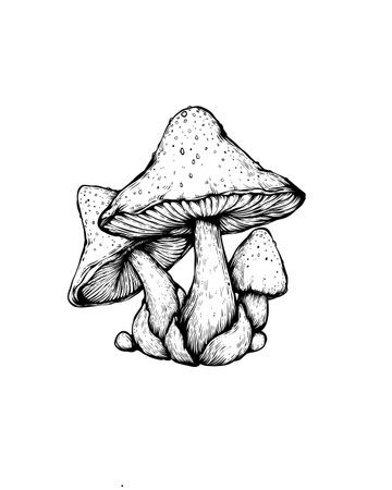 Mushroom hand drawn  illustration. Ink sketch of a mushroom.の写真素材