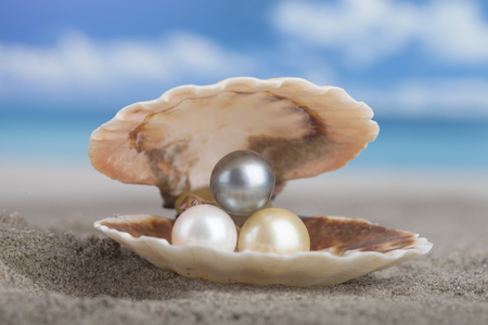 Shell with a pearlの写真素材