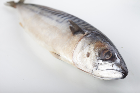 Mackerel fishes isolated on white backgroundの写真素材