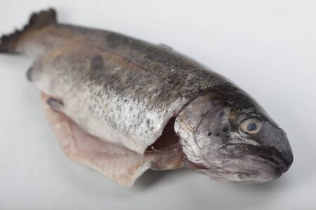 Fresh trout on white groundの写真素材