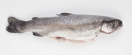 Fresh trout on white groundの写真素材