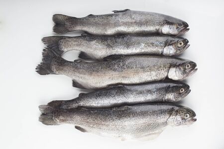 Fresh trout on white groundの写真素材