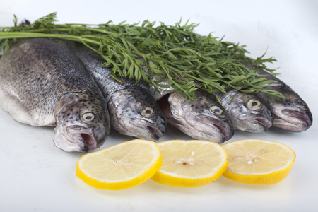 Fresh trout on white groundの写真素材