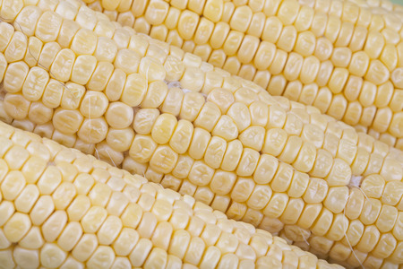 Three ripe corn on the cob without leavesの写真素材
