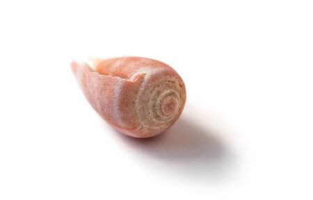 Pink sea shell on white backgroundの写真素材