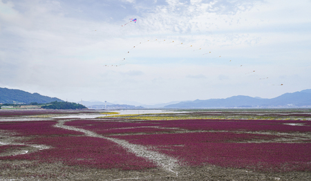 kite flying at the colorful plant fieldのeditorial素材