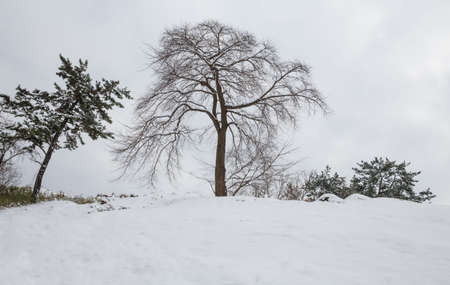 Winter scenery around Gochang Fortress, a cultural relic in Korea.のeditorial素材